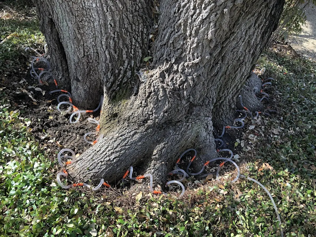 Detailed Tree Cabling and Bracing job site in New Ross