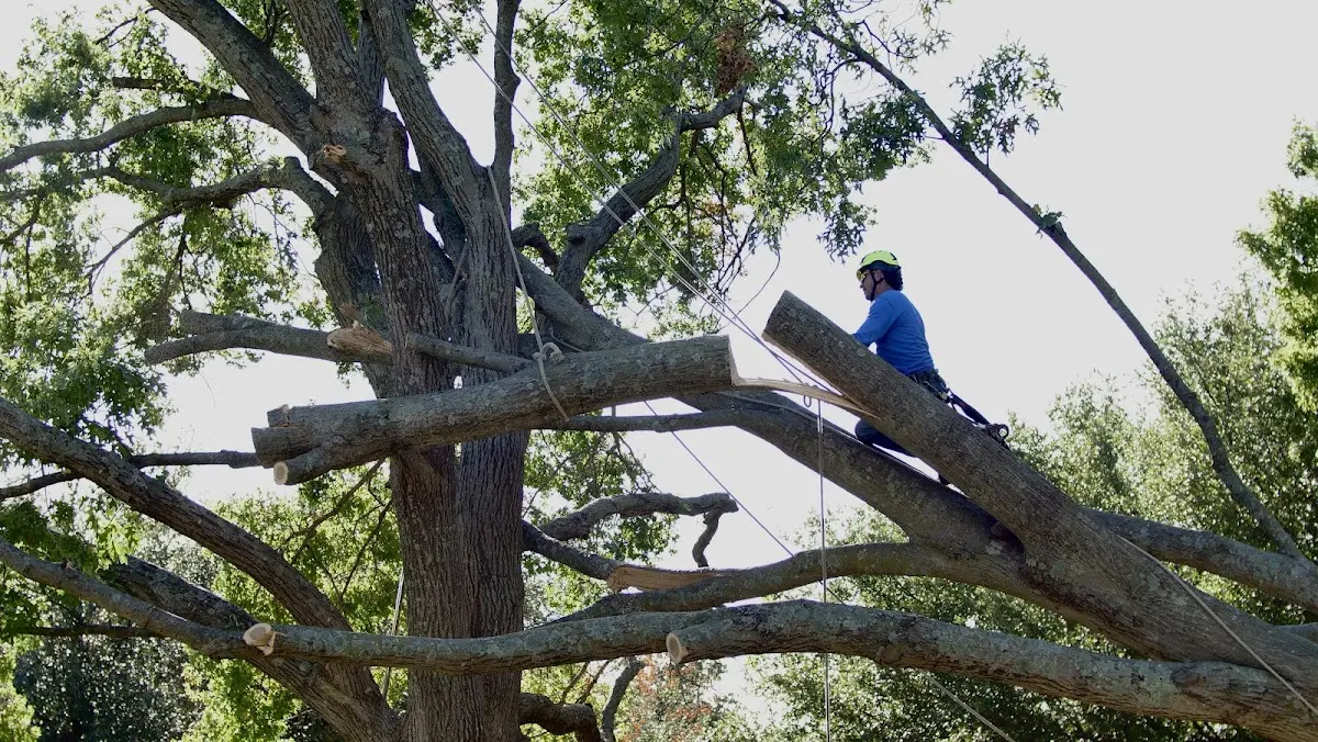 Professional Crown Thinning performed by certified arborists in New Ross
